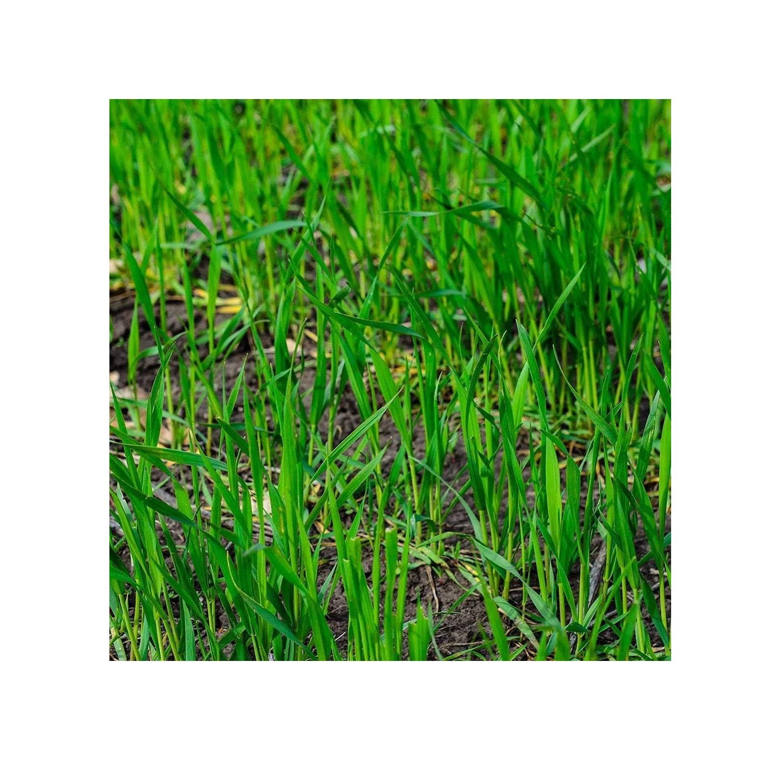 Rye Grass Seed Fast Growing and Hardy Grass, Cover Crop, Food Plot