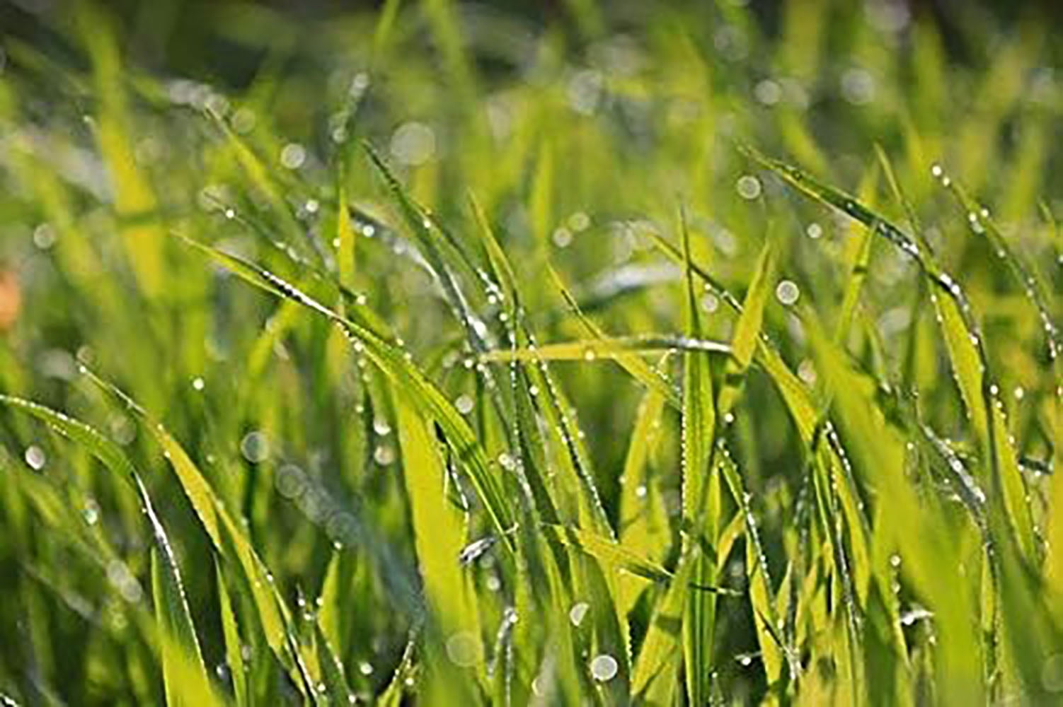 Rye Grass Seed for Lawn Fast Growing Winter Grass Seed Wildlife