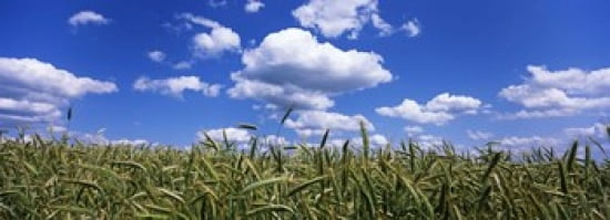 Rye field Baden-Wurttemberg Germany Canvas Art - Panoramic Images (36 x 13)