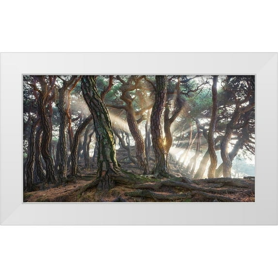Ryu, Jaeyoun 14x9 White Modern Wood Framed Museum Art Print Titled - Sacred Pine Trees
