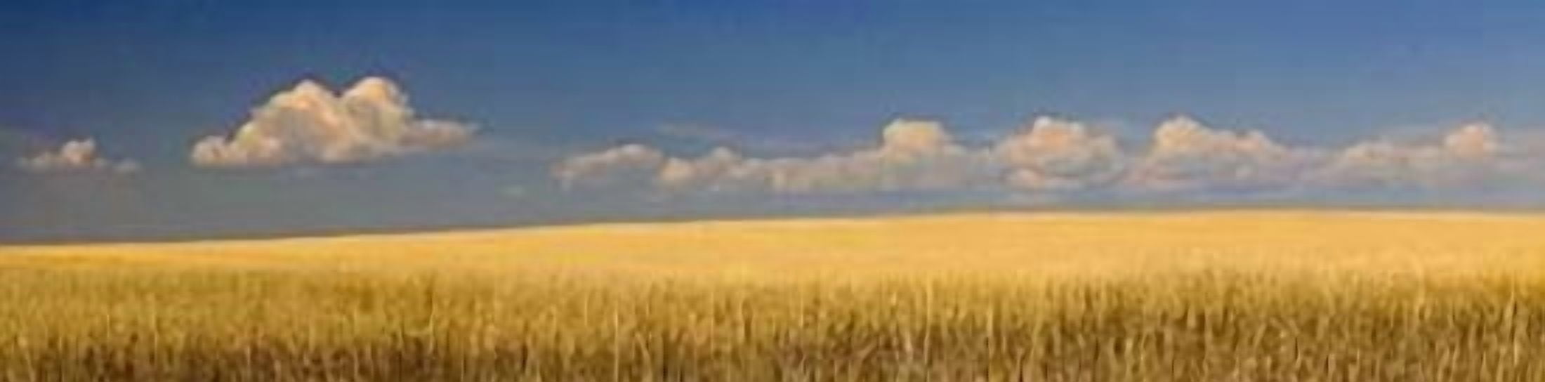 S Dakota Prairie 1 Canvas Art - Steve McMahon (12 x 36)