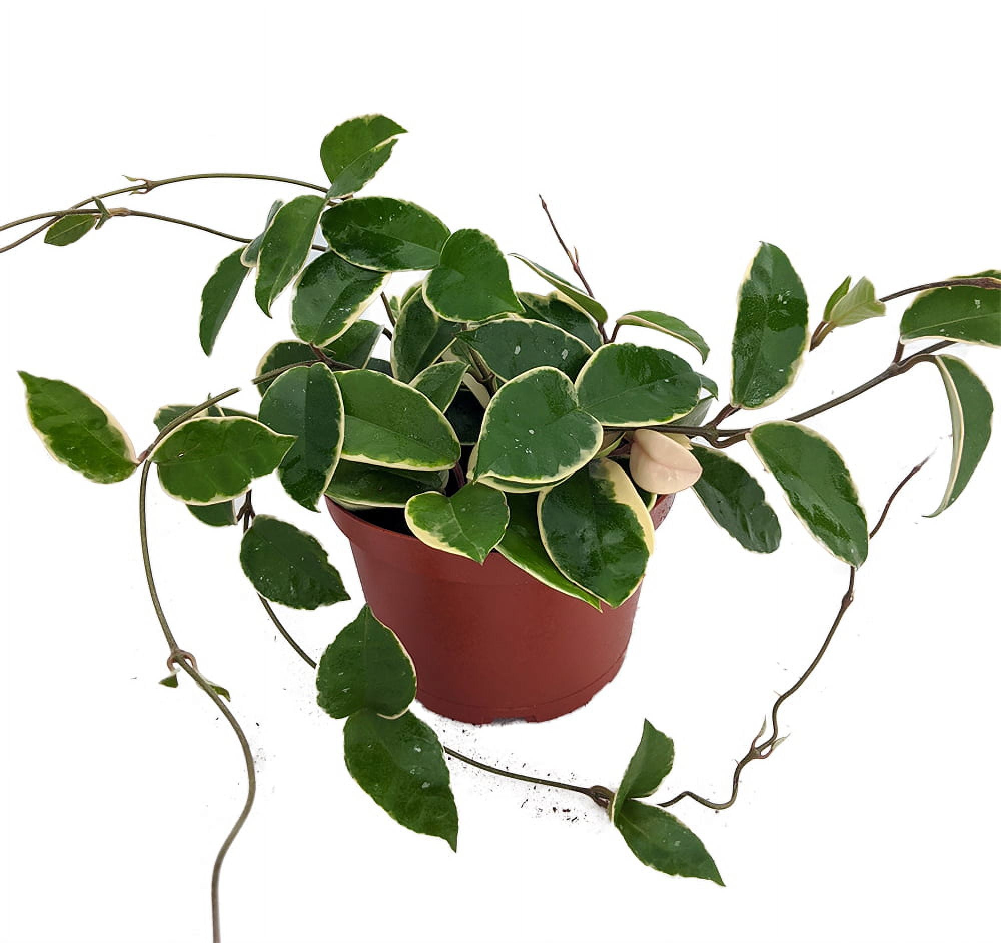 SALE - Krimson Queen Wax Plant - Hoya - 6" Pot - Trending