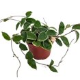 thumbnail image 1 of SALE - Krimson Queen Wax Plant - Hoya - 6" Pot - Trending, 1 of 3