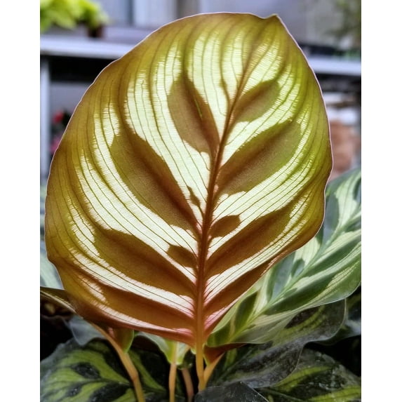 SALE -Peacock Plant - Cathedral Windows - Calathea makoyana - Easy House Plant -4" Pot