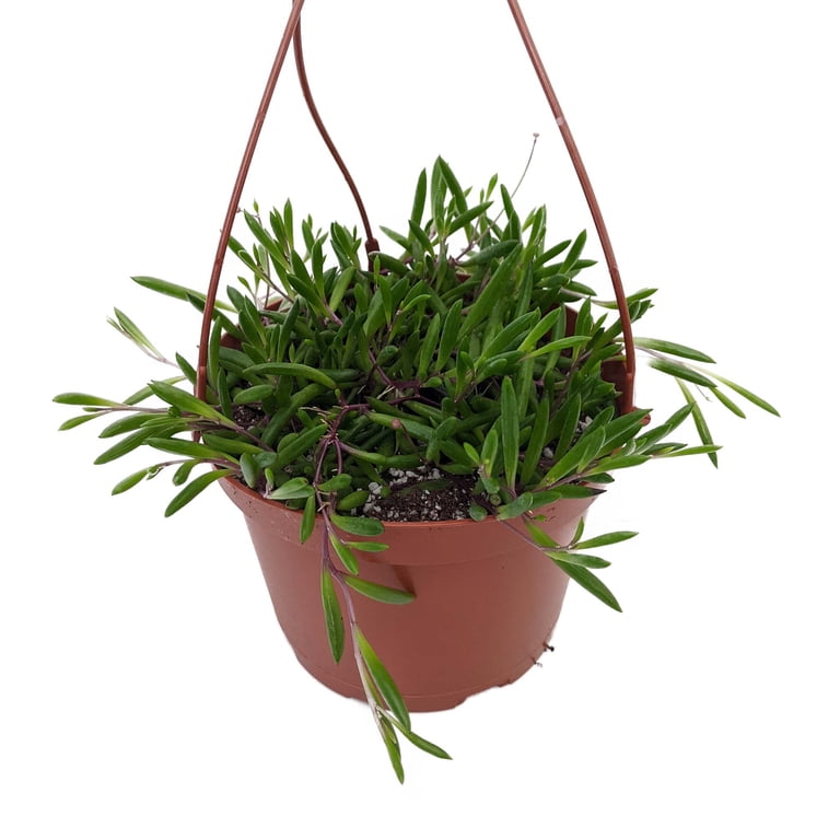 SALE - String of Rubies - Othonna capensis - Succulent- 6" Hanging Basket -  Walmart.com