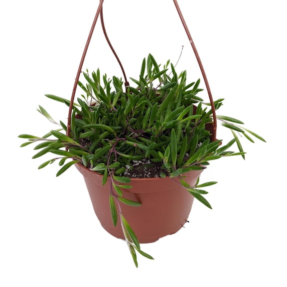 SALE - String of Rubies - Othonna capensis - Succulent- 6" Hanging Basket
