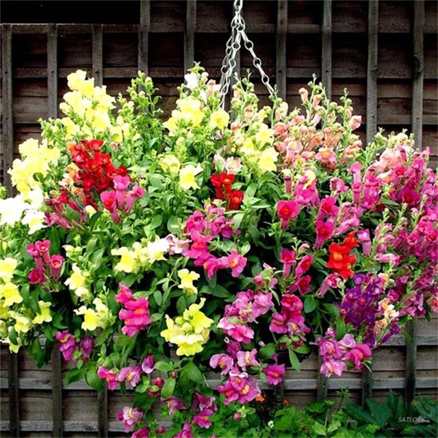 SATLOTY Garden Plants Flower DHF10 Seeds 1000+ Antirrhinum 'Trailing
