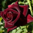SATLOTY Garden Plants Flower OIF8 Seeds 100+ Black Baccara Rose Seeds