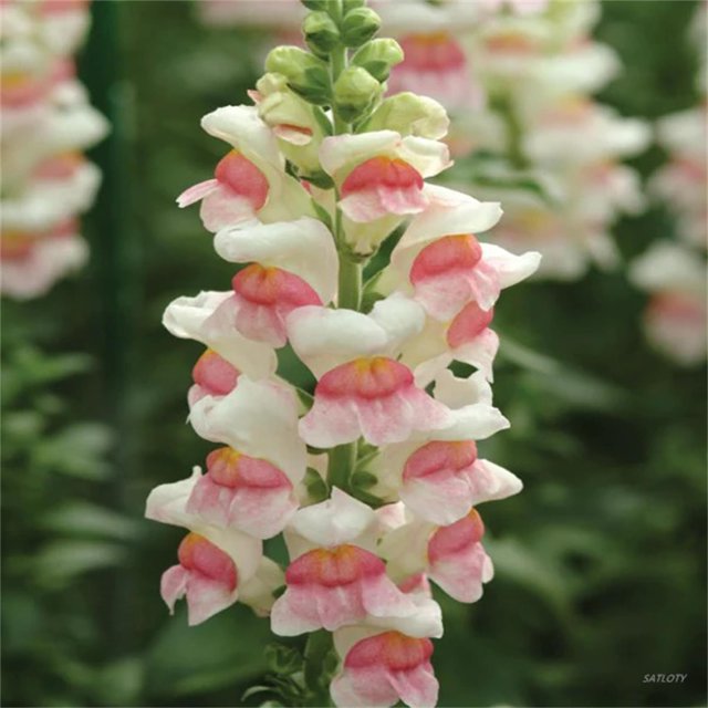 SATLOTY Garden Plants Flower OIF8 Seeds 100+ White Pink Snapdragon