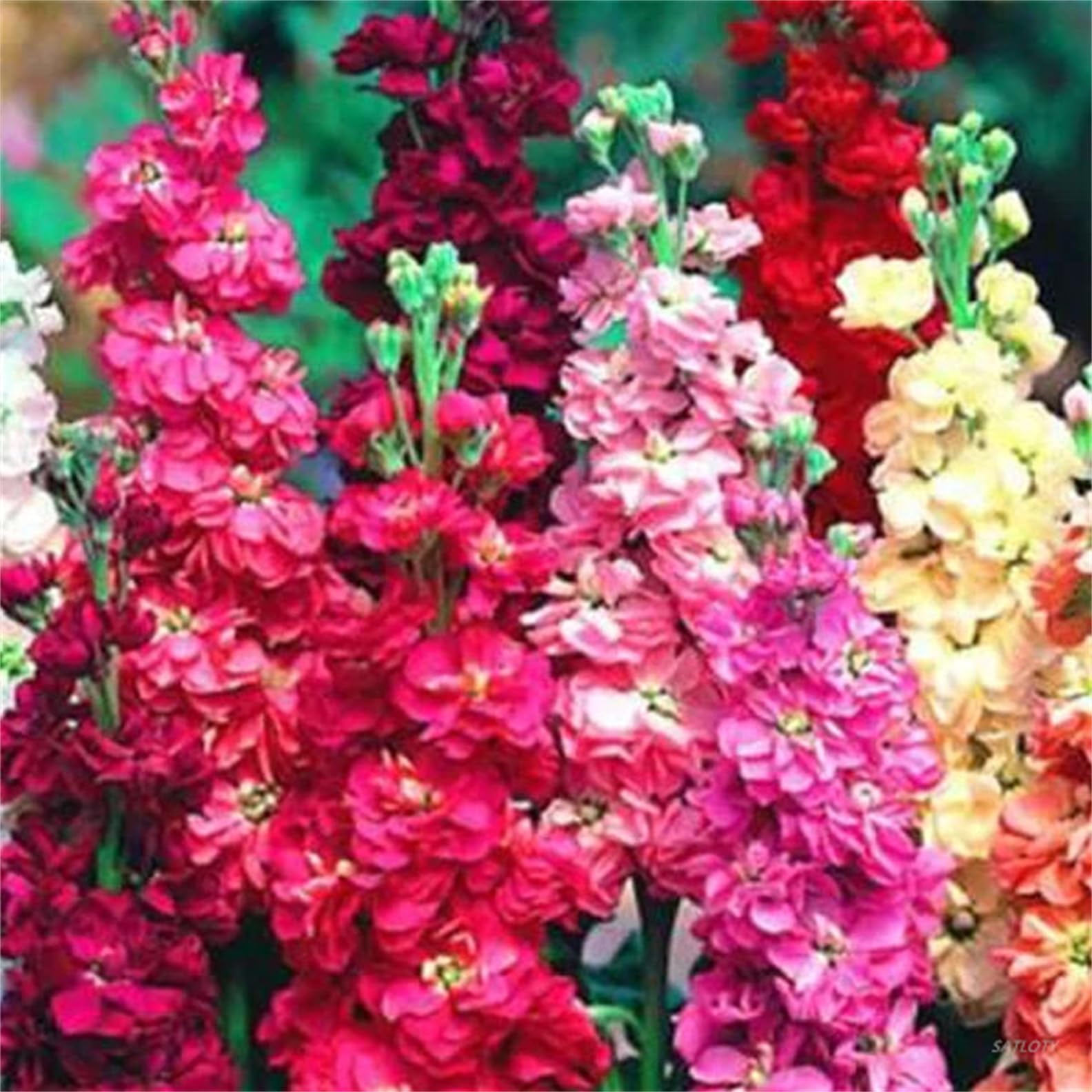 Crisp Stock Flower Seeds Landscape in HD Crisp Stock Flower Seeds Landscape in HD