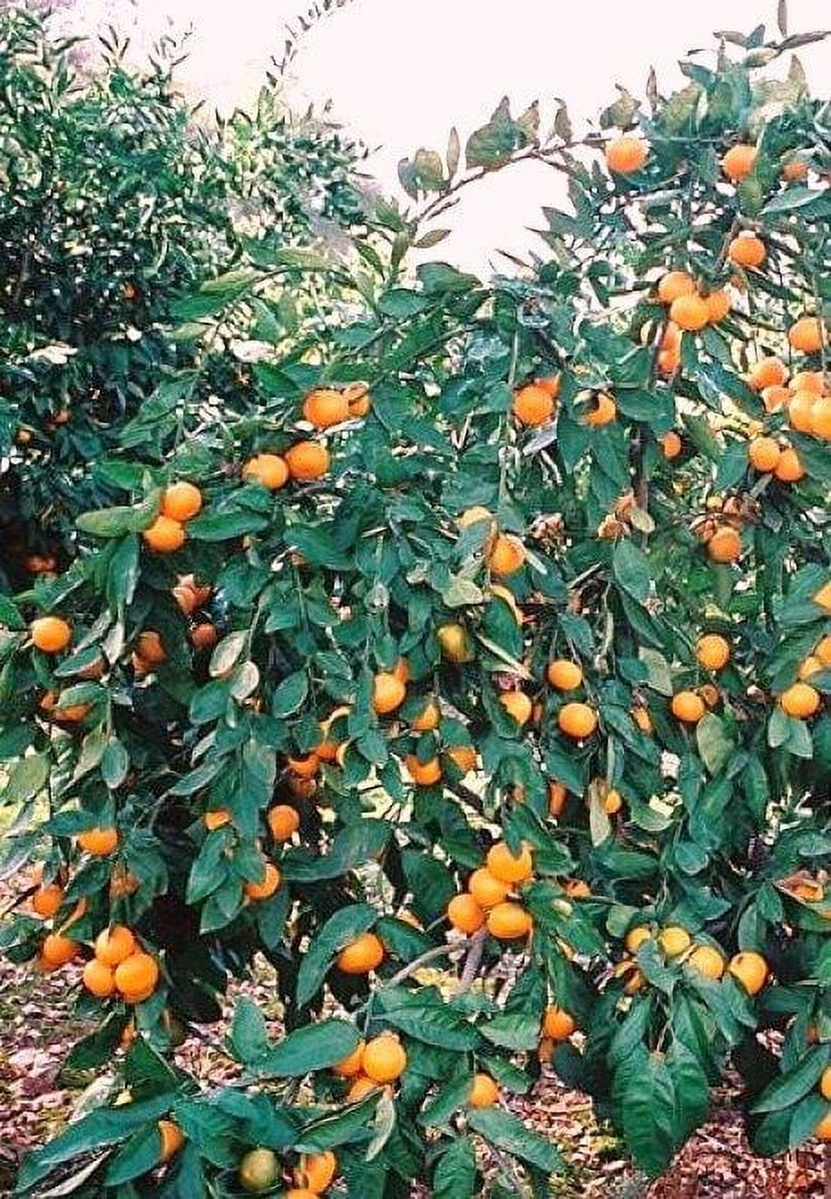 SATSUMA FRUIT TREE REAL LIVE PLANT CITRUS 3"6"SEEDLING MANDARIN
