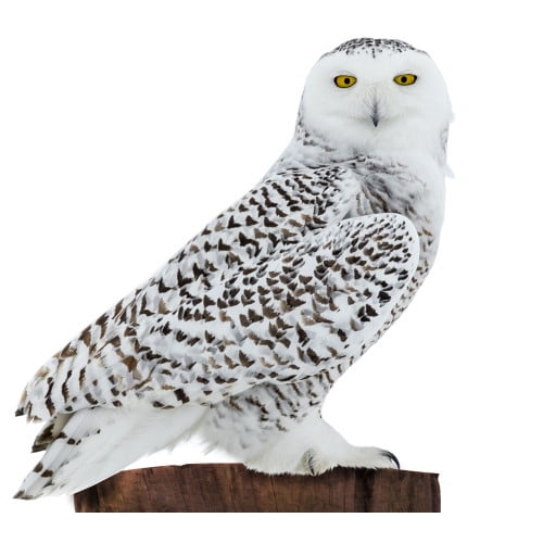SC2535 Snowy Owl Cardboard Cutout Standee Standup