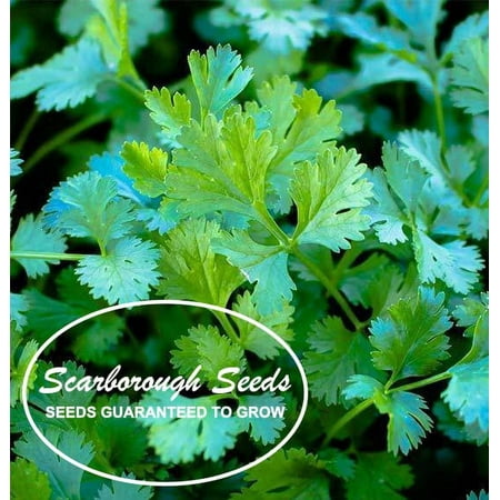 SCARBOROUGH SEEDS.100 Cilantro Seeds, Slow Bolt, Non GMO Fresh Garden Seeds