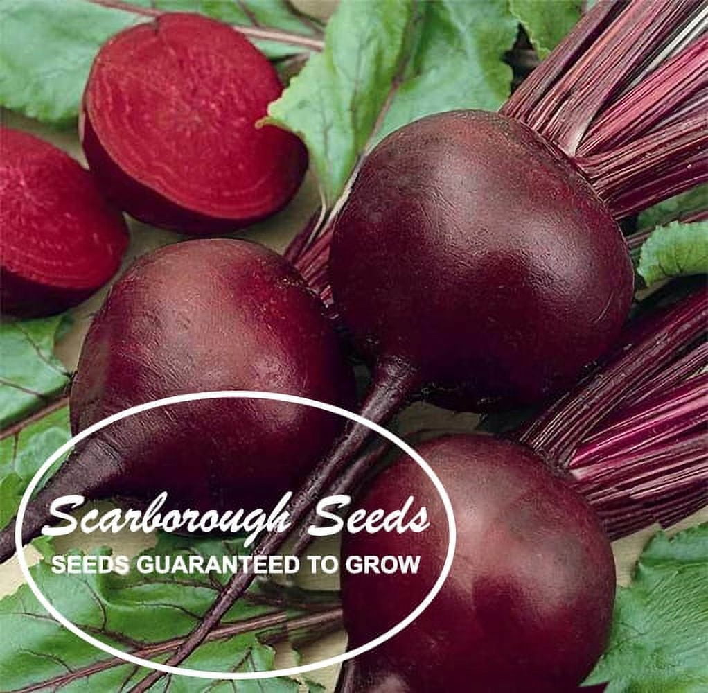 SCARBOROUGH SEEDS 100 SEEDS DETROIT DARK RED BEETS NONGMO HEIRLOOM USA