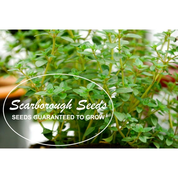 SCARBOROUGH SEEDS 1000 German Winter Thyme Seeds Herb Heirloom NON-GMO Fragrant