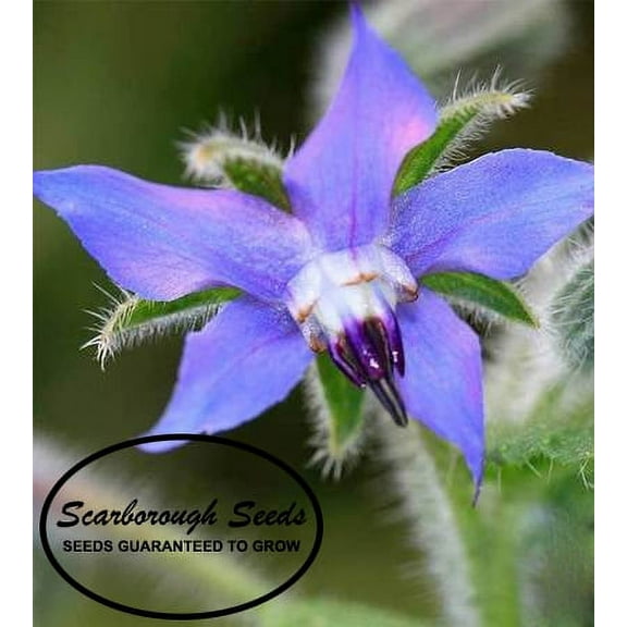 SCARBOROUGH SEEDS BORAGE 75 SEEDS COMPANION HEIRLOOM HERB DEER RESISTANT