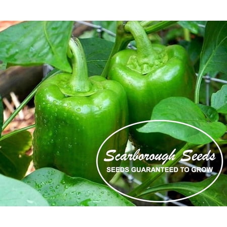 SCARBOROUGH SEEDS GREEN BELL PEPPER CAL WONDER 50 SEEDS NON-GMO