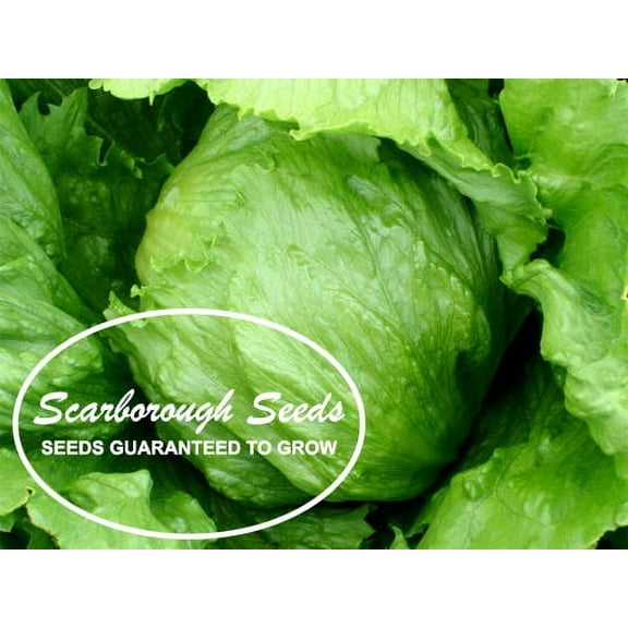 SCARBOROUGH SEEDS Iceberg Lettuce 1000 Seeds NON-GMO