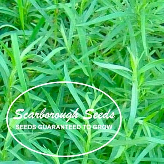 SCARBOROUGH SEEDS - Tarragon 1000 Seeds Anise Gourmet Non-GMO Heirloom Herb Salad