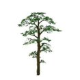 thumbnail image 1 of SCOTS PINE 1'' PRO 6/pk, 1 of 2
