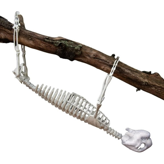 Sloth Skeleton (Giant 2 Ft Long) with Easy-to-Hang Limb Straps -Weather Resistant Yard, Lawn and Tree Animal Decoration w Movable Joints - Perfect for Fall Party Decor and Indoor/Outdoor Use