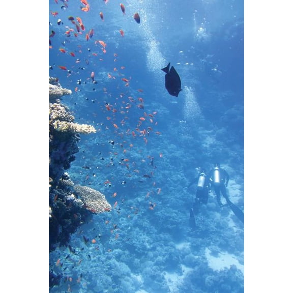 SCUBA Diving (Paperback)