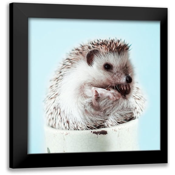 SD Graphics Studio 12x12 Black Modern Framed Museum Art Print Titled - Hedgehog In A Cup