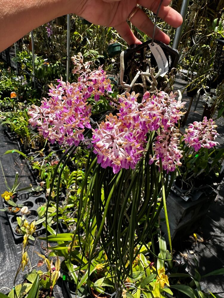 SE ASIA VANDA TYPR ORCHID SPECIES Seidenfadenia mitrata YELLOW very ...