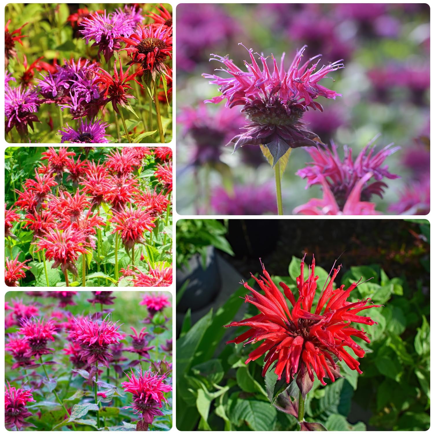 NYGardenia 1000 Purple Bee Balm Seeds (Monarda) - Perennial For Pollinators, Zones 4-9