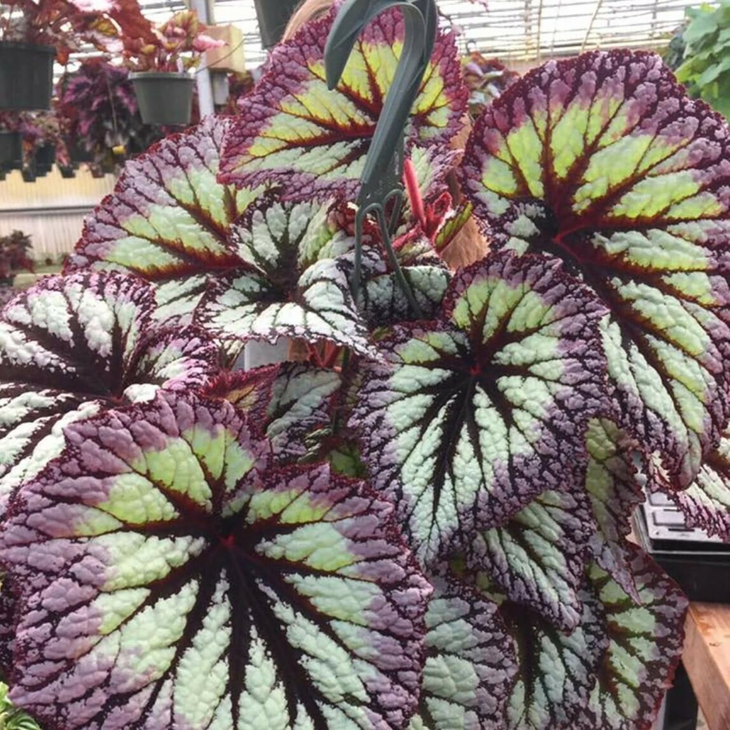 SEBIOLA Coleus Seeds - Non-GMO Heirloom Seeds for Planting Powder Edge ...