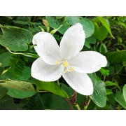 SEED PACK -10 seeds- Bidi Tree - Snowy Orchid Tropical Tree- Snow White Blooms- Ornamental tropical -zone 9+ or container use Bauhinia racemosa--See Description