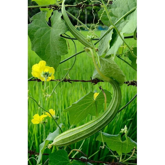 SEED PACK - -Luffa gourd- 10 Seeds - Vegetable Sponge- dry fruit and use as a natural sponge- Luffa acutangula--See Description