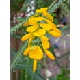 thumbnail image 1 of SEED Pack = =10 Seeds = Swamp Pea Seeds- Tropical Plant Seed- Ornamental-  Bright Yellow Wildflower -Container Gardening- Sesbania bispinosa- See Descripition, 1 of 2