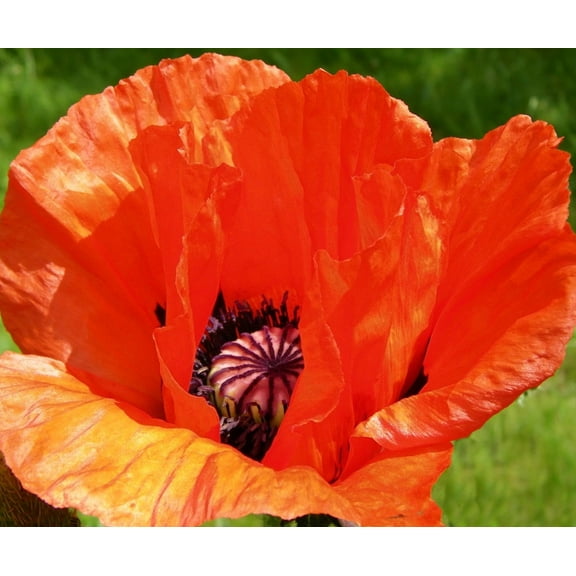 SEED Pack = 100 premium seeds -Oriental Poppy seed- Orange-Scarlet -perennial wildflower -Attracts Butterflies- Tropical look -Container-Standard