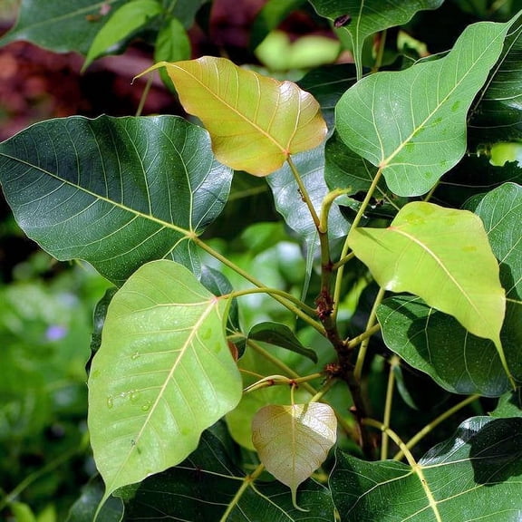 SEED Pack = 20 seeds -Sacred Fig Tree - For Experienced Gardeners -Ornamental Tropical Plant- RARE -Standard or Container or Outdoors Ficus religiosa- See Description- Serendiptiy Seeds