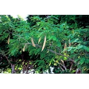 Serendipity Seeds 10 Lebbeck Mimosa Tree Plant Seeds