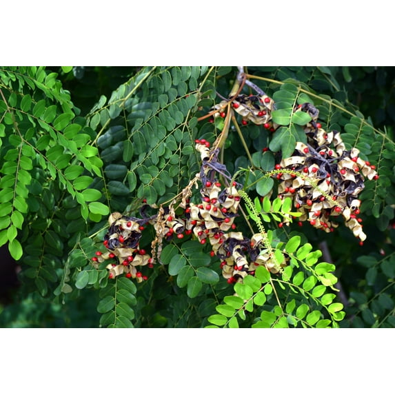 SEEDS == 10 Seeds- Red Sandalwood Tree- shiny seeds used in crafts -Bonsai or Tropical -Pink Star Flowers- Adenanthera pavonina