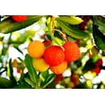 thumbnail image 1 of SEEDS - -10 Seeds- Strawberry Tree Seed Pack- Tropical Evergreen -Container or Bonsai --  Arbutus unedo= Serendipity Seeds, 1 of 2