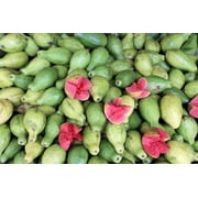 Serendipity Seeds 10 Tropical Guava Plant Seeds, Fragrant Blooms