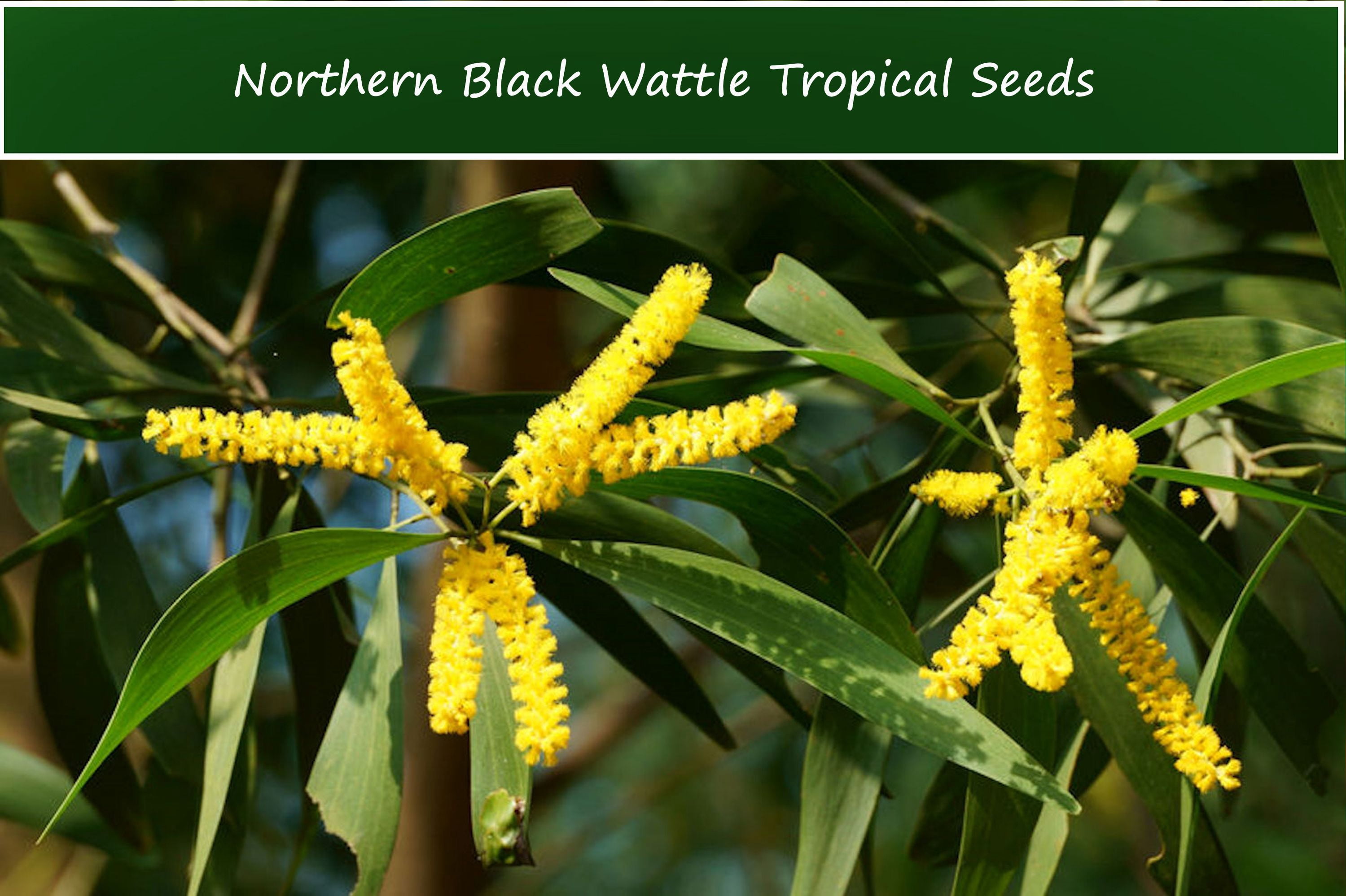 Acacia Seeds