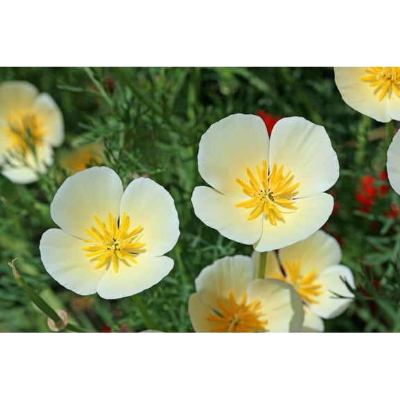 SEEDS !   100 Premium Seeds -  California White Linen Poppy Attracts Butterflies -Perfect for Flower Beds - Serendipity Seeds