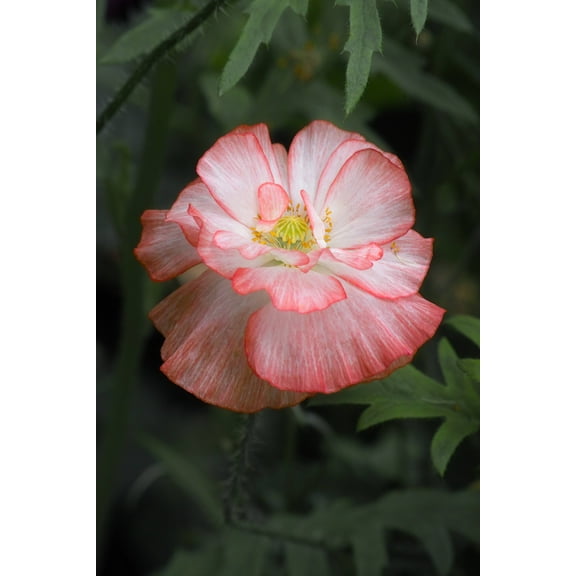 SEEDS = = 100 premium seeds - SHIRLEY Poppy Mixed Double Flower -Attracts Butterflies- Flower Beds and Mass Plantings-Serendipity Seeds