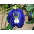 thumbnail image 1 of SEEDS == 20 Seeds - Blue Butterfly Pea -20 Seeds -Tropical Plant- Perfect for Trellis -Groundcover - Serendipity Seeds, 1 of 5