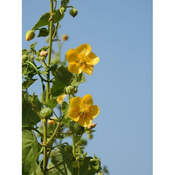 SEEDS --20 seeds -Abutilon -- Ornamental Plant seed Pack- Indian Mallow