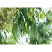 SEEDS == 25 seeds - == Sidney Blue Gum -Seeds ARE Very TINY==White Flower Clusters - Tolerant of heat- humidity -wind -Eucalyptus saligna