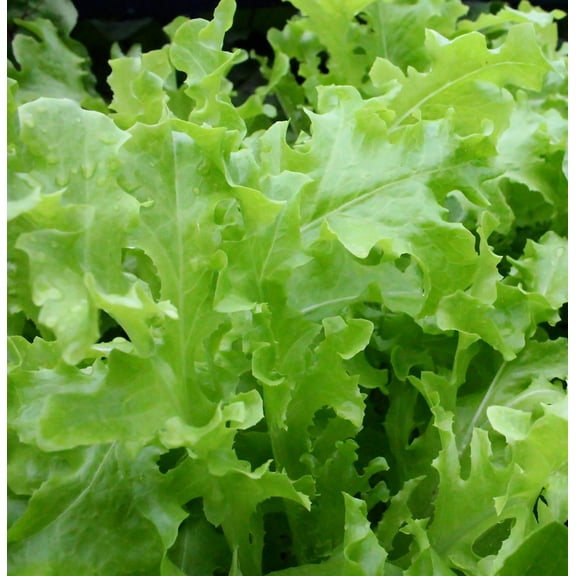 SEEDS = 250 SEEDS - Green Oakleaf Lettuce --Heirloom -Beautiful color - Excellent salad