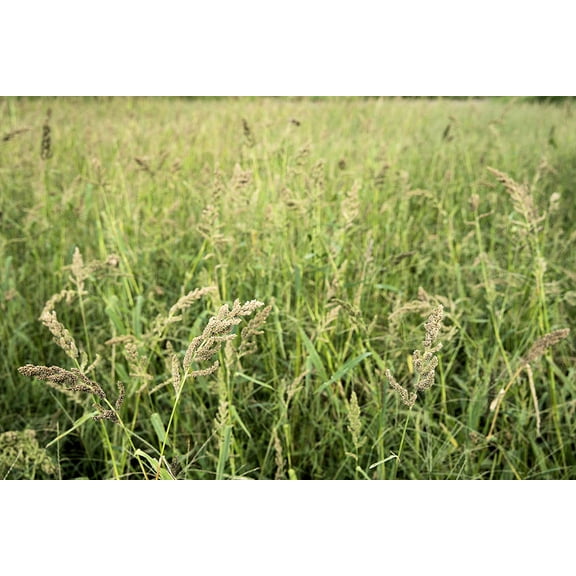 SEEDS = = = 4500 seeds Japanese Millet Forage Crop -Ground Cover - Erosion Control All Zones - Serendipity Seeds