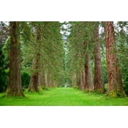 SEEDS = = =Giant Sequoia Tree -10 Seeds -Sequoiadendron giganteum -Giant Ancient Tree -Grow as Bonsai or Standard -Seed Pack= Serendipity Seeds