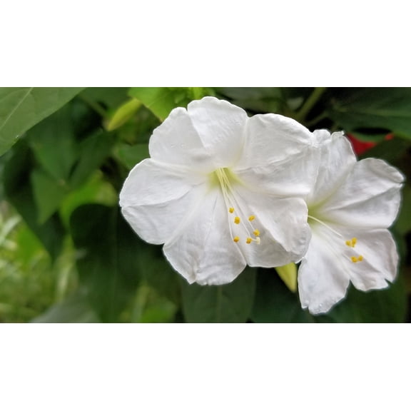 SEEDS = = =Serendipity's 4 O'clock - 25 Seeds -Mirabilis jalapa -Brilliant Blooms Annual - Perennial Flower -Trumpet Shape White Flower= Serendipity Seeds