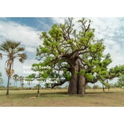 SEEDS - Tropical Seeds -Baobab Tree- 5 Seeds -Rare -Good for Tropical and Bonsai Gardening and Plant Collectors Favorite -Adansonia